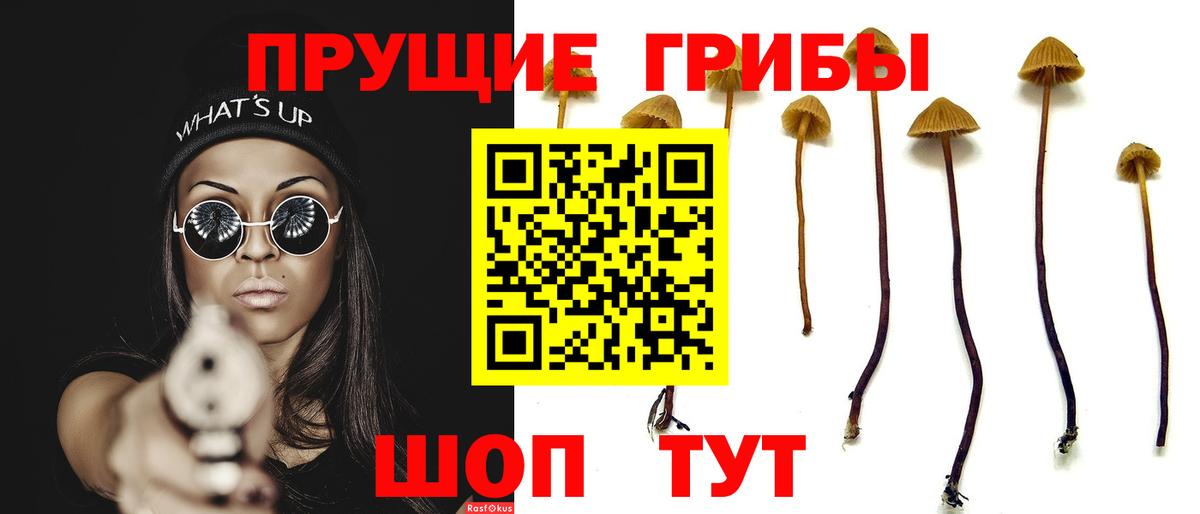 Псилоцибиновые грибы Psilocybe Усть-Илимск
